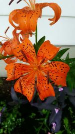 Close-up of orange flowers