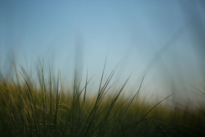 Close-up of grass growing in field against sky during foggy weather