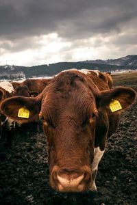 Close-up of a cow