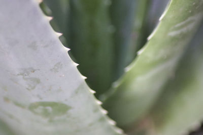 Macro shot of succulent plant