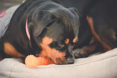 Close-up of dog relaxing