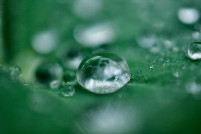 Close-up of water drops on leaf