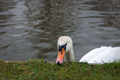 Close-up of swan swimming on lake