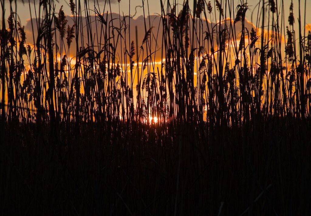 sunset, orange color, silhouette, tranquility, water, tranquil scene, scenics, beauty in nature, nature, reflection, idyllic, glowing, sun, outdoors, no people, dark, night, plant, illuminated, growth