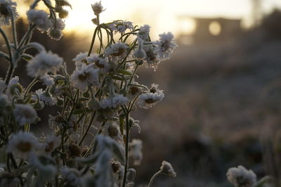 Close-up of plant