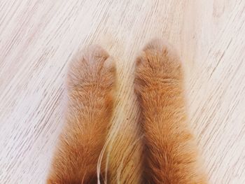 Directly above shot of cat on tiled floor