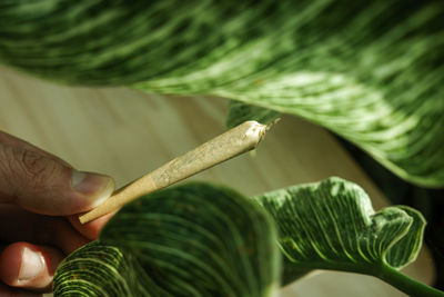 Close-up of hand holding plant