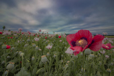 Close-up of red flowering plants on field against sky