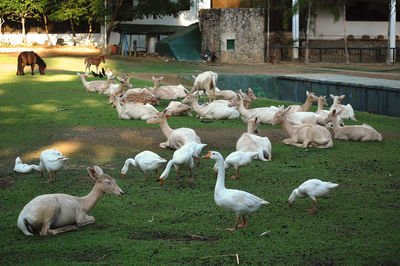 Flock of birds in the field