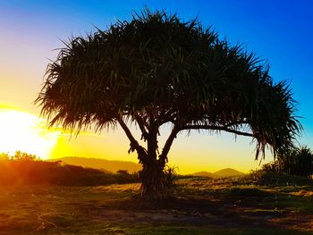 Palm trees on field against sky during sunset