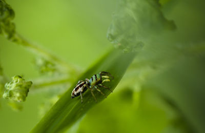 Close-up of insect on plant