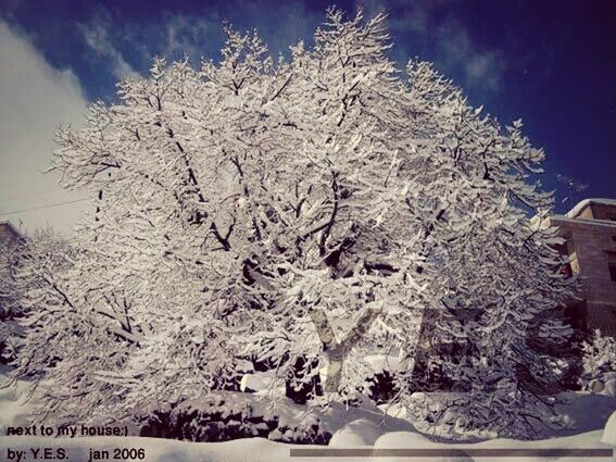 snow, winter, cold temperature, season, weather, covering, tree, bare tree, nature, white color, tranquility, frozen, sky, beauty in nature, tranquil scene, branch, scenics, covered, low angle view, snow covered