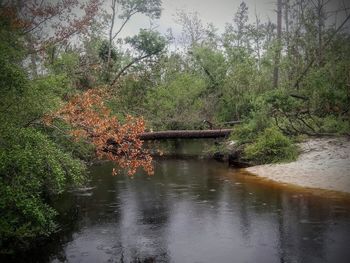 Scenic view of lake in forest