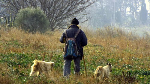 Rear view of man with dogs walking in field on sunny day