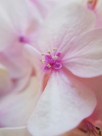 Macro shot of pink flower head