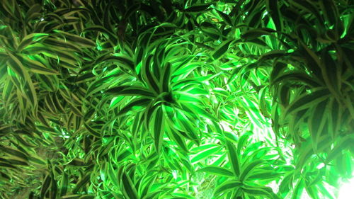 Full frame shot of green leaves