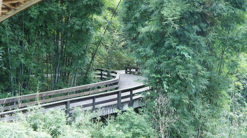 View of trees by river