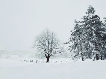 Bare trees on snow covered land against sky