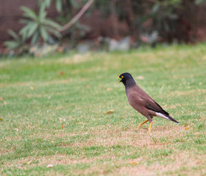 Bird perching on grass