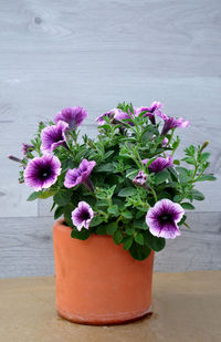 Close-up of purple potted plant