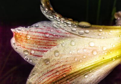 Close-up of water drops on glass