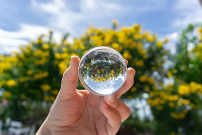 Cropped hand of person holding crystal ball against trees in park