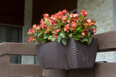 Beautiful bright red begonia flowers in the pot on the home terrace. home gardening and planting