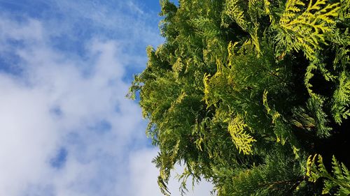 Low angle view of tree against sky