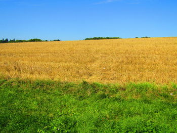 Scenic view of field against clear blue sky