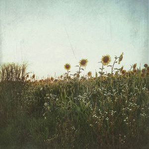 Scenic view of grassy field against sky