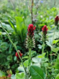 Close-up of red flowering plant on field