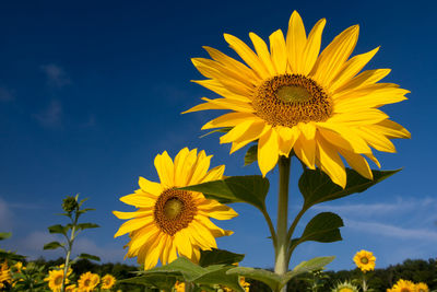 Low angle view of sunflower blooming against sky