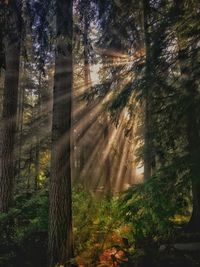 Sunlight streaming through trees in forest