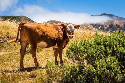 Cow on field against sky