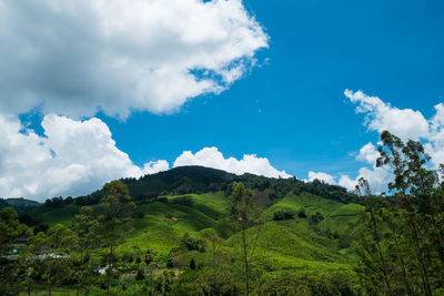 Scenic view of landscape against blue sky