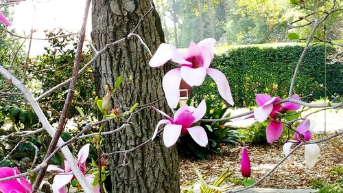 Close-up of pink flowers