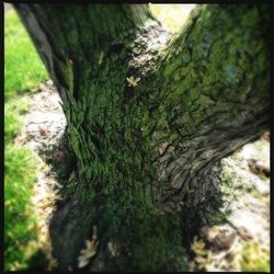 Moss growing on tree trunk