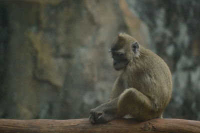 Close-up of monkey sitting on wood