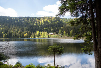 Scenic view of lake in forest against sky