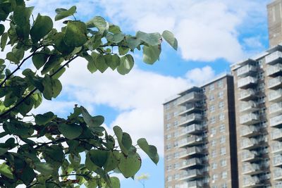 Low angle view of tree and building against sky