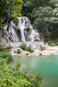 Scenic view of waterfall in forest