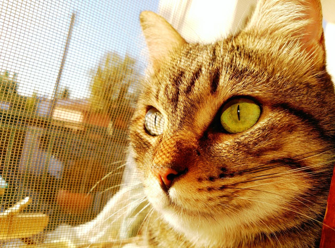 domestic cat, animal themes, cat, one animal, feline, mammal, whisker, pets, domestic animals, close-up, animal head, portrait, looking at camera, animal eye, focus on foreground, staring, alertness, animal body part, front view