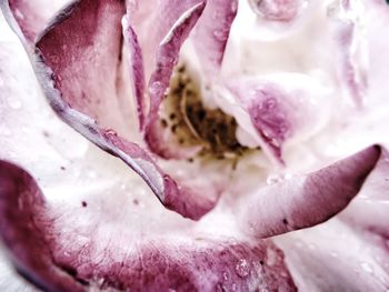 Close-up of pink rose