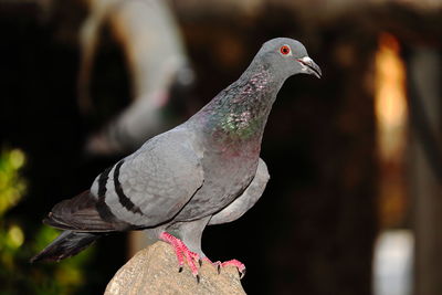 Close-up of pigeon perching
