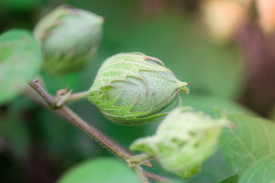 Close-up of fresh green bud