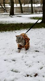 Cat for the new year 2022 in a tiger costume