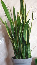 Close-up of potted plant on table at home