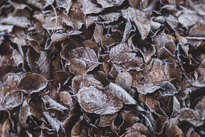 Full frame shot of dried leaves