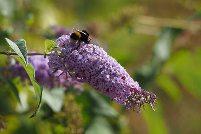 Close-up of bee pollinating on lavender