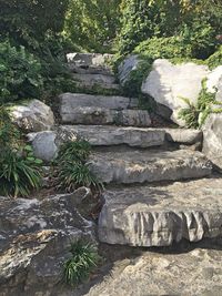 Plants growing on rocks